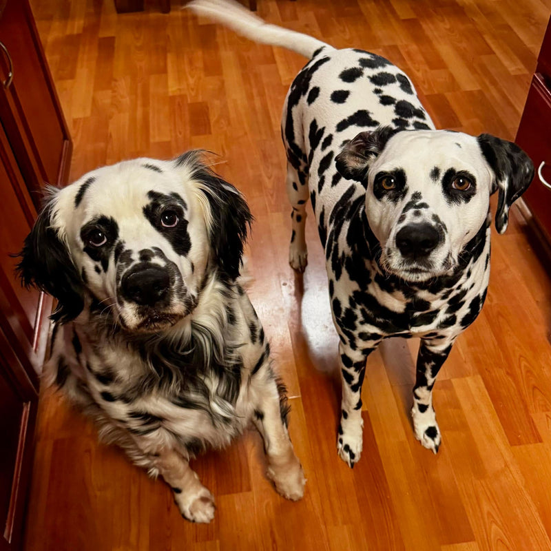 Luna and Loki